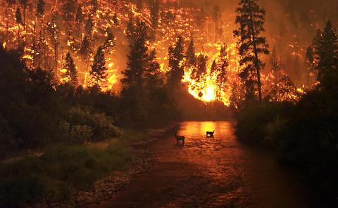 incendie forêt