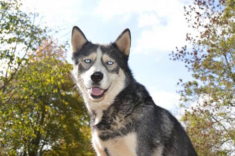 rencontre avec un husky patricia medium