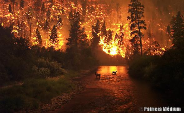 incendie forêt